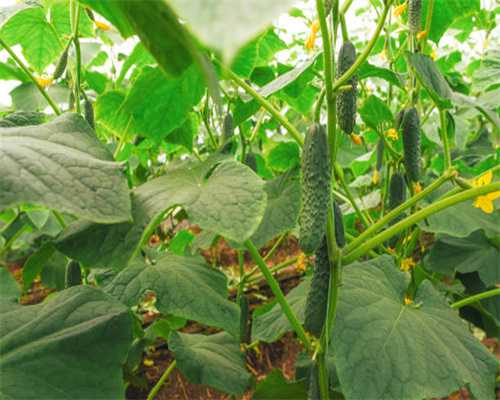 B级标杆脱胎换骨，更高端更智能，车叔试驾全新迈腾